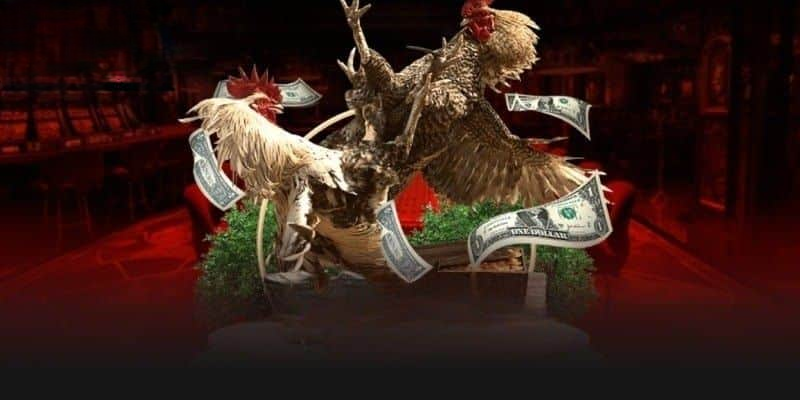 Đá Gà Danlodevip – Trải Nghiệm Kịch Tính, Thắng Lớn Mỗi Ngày